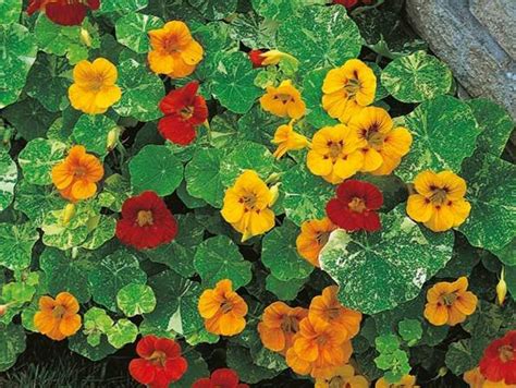 kombinácia rôznych kultivarov brečtanu s panašovanými listami