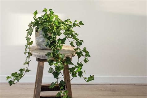 brečtan pestovaný v kvetináči ako izbová rastlina