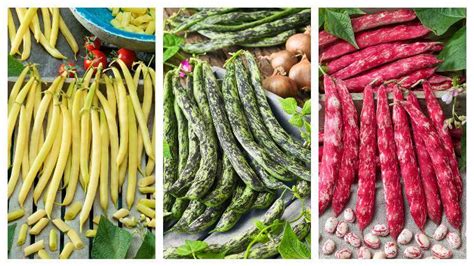 ilustračné foto: pestované rastliny fazule s viditeľnými strukmi