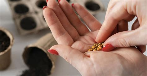 Semená hrachoru namočené vo vode pred výsevom