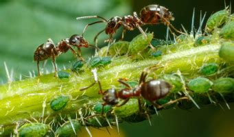 Detailné foto mravcov a vošiek na listoch rastliny