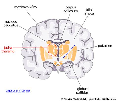 priečny rez ľudským mozgom so zreteľným zvrásnením kôry a vyznačenými lalokmi