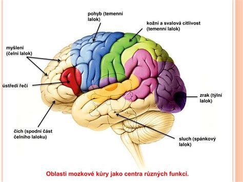 infografika funkčných oblastí mozgovej kôry (motorické, senzorické, zrakové, sluchové centrá)
