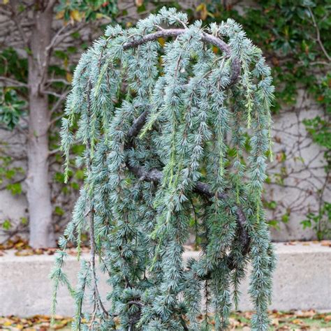 Cedrus atlantica 'Glauca Pendula' s kaskádovitými vetvami