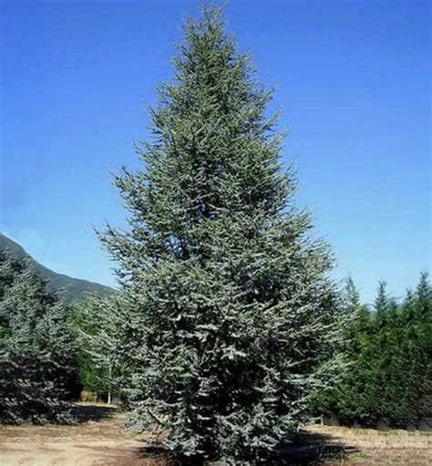 Dospelý céder atlantský v krajinnej úprave ako solitér