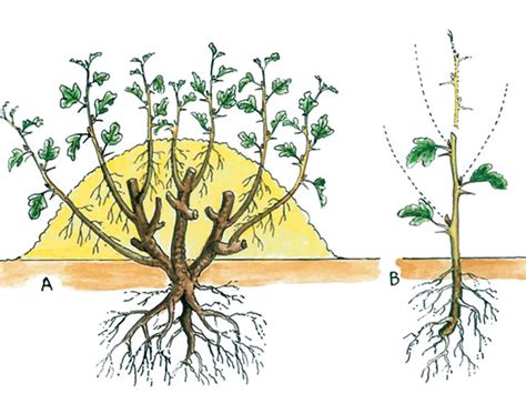 Proces vrúbľovania ihličnanu na podpník