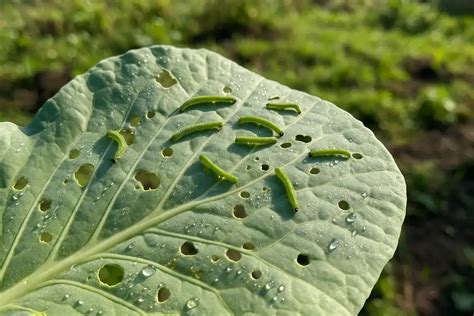 ilustrácia zelenej húsenice na liste kapusty