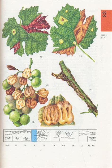 Ilustrácia rôznych škodcov a príznakov chorôb fazule.