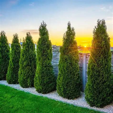 Detailný záber na ihličie Tuja Smaragd, zdôrazňujúci jej sviežu zelenú farbu.