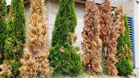 Kompilácia fotografií rôznych trpasličích odrôd tují, ako sú Teddy, Danica a Kobold, v záhradnom prostredí.