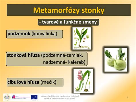 infografika rôznych typov vegetatívnych orgánov rastlín (cibuľka, podzemok, hľuza, poplaz)