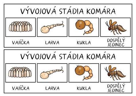 Infografika: Životný cyklus komára s vyznačením larválneho štádia vo vode