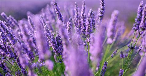 Fotokoláž: Rastliny odpudzujúce komáre (citronela, levanduľa, mäta)