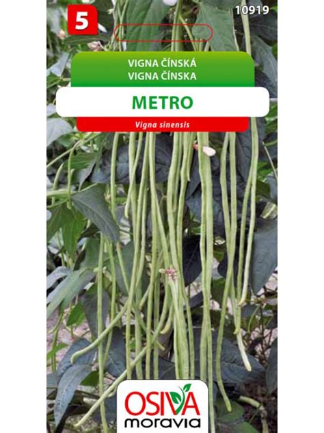 Tematické foto: Vigna čínska s kvetmi a dlhými strukmi