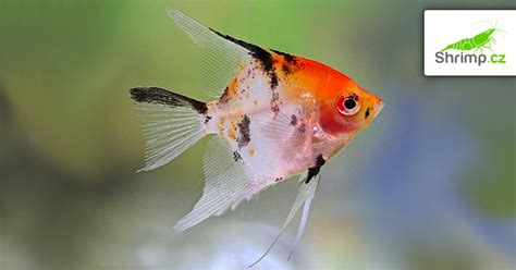 Detail hlavy skalára obyčajného s typickými pruhmi