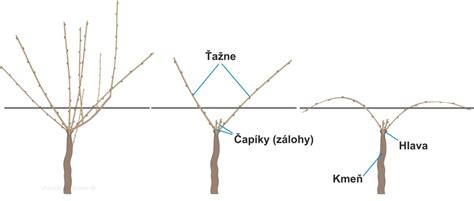 Schéma správneho rezu viniča (ťažne a čapíky)