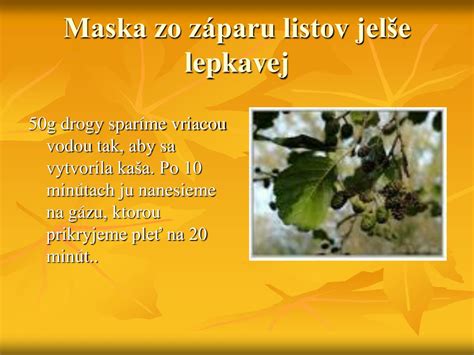 Ilustrácia listov jelše lepkavej