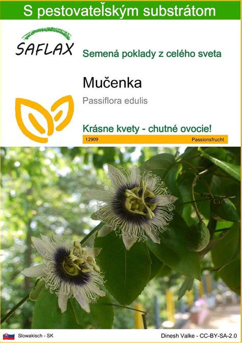 Botanická schéma ďateliny plazivej: znázornenie plazivých výhonkov, trojlaločných listov s kresbou a guľovitých súkvetí.