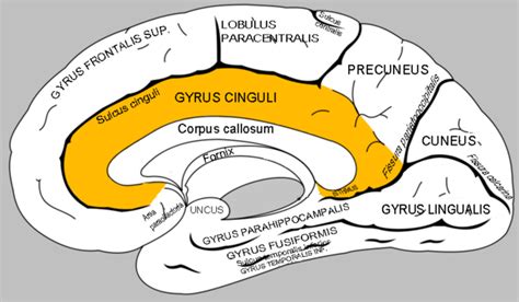 Schéma mediálnej časti mozgovej kôry so zvýraznením cingulárnej kôry (gyrus cinguli) umiestnenej nad corpus callosum.