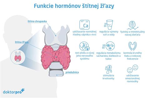 schéma znázorňujúca apokrinné a ekrinné potné žľazy v ľudskej koži a proces vzniku pachu pri rozklade baktériami