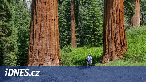 Tematické foto: majestátny sekvojový les