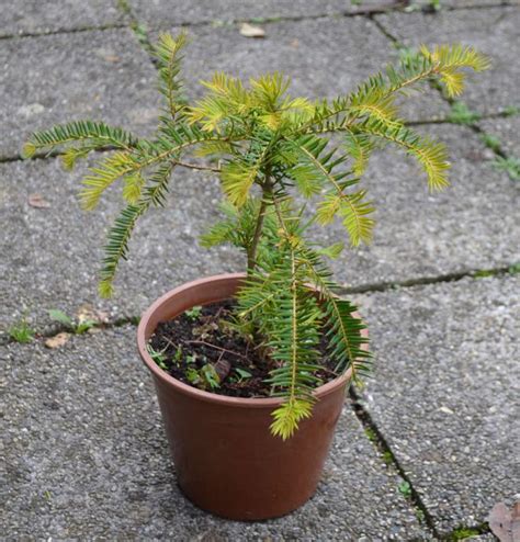 ilustračné foto: mladá sekvoja v kvetináči