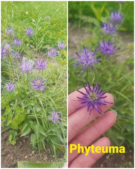 ukážka rôznych typov kvetov cínií (plné, jednoduché, kaktusovité)