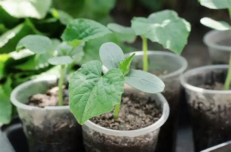 sadenice cínií v sadbovači pripravené na výsadbu