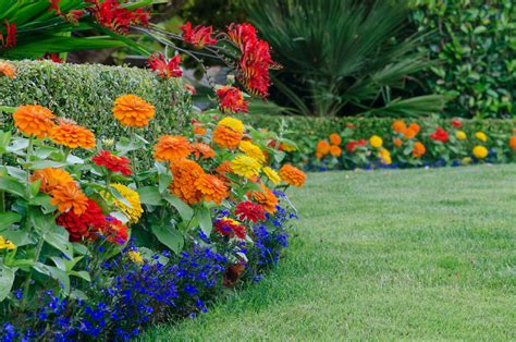 detail kvitnúcej cínie na slnečnom záhone