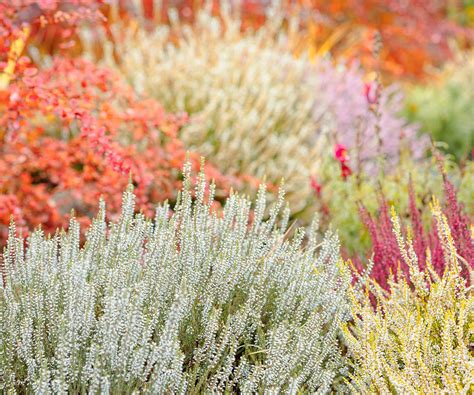 Schéma založenia a kompozície záhradného vresoviska