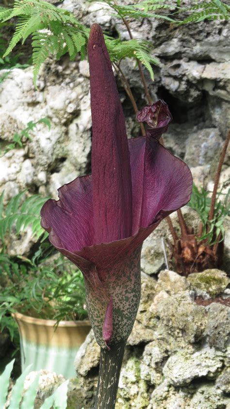 Detail kvetenstva Amorphophallus konjac