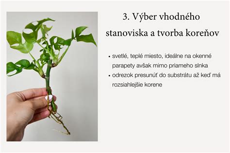 Infografika znázorňujúca postup pri množení begónií pomocou stonkových a listových odrezkov