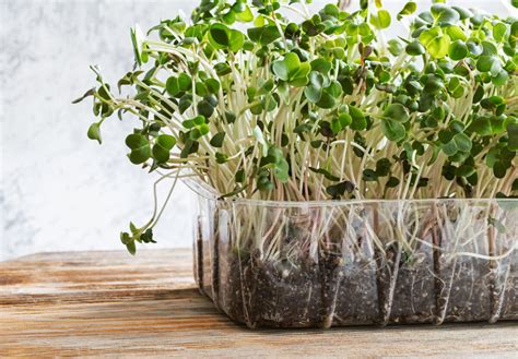 Tematické foto: Rôzne druhy klíčkov a mikrozeleniny na stôl