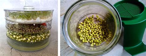 Schéma: Jednoduchý systém na klíčenie semien v pohári