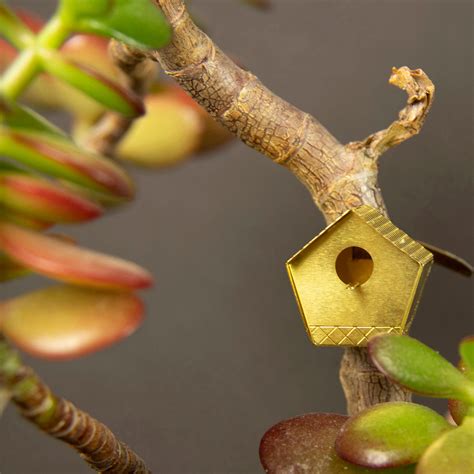 Schéma zasadenia podzemku zázvoru do kvetináča