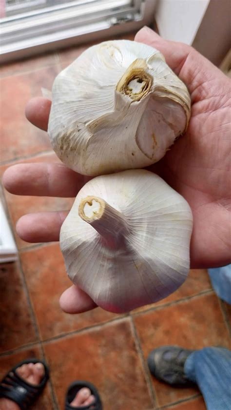 infografika o zdravotných benefitoch slonieho cesnaku