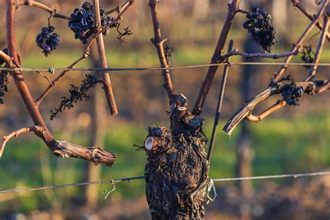 infografika: znázornenie správneho a nesprávneho rezu (pod/nad púčikom, šikmý rez)