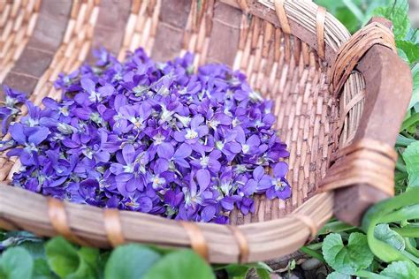 Rôznorodé kvety fialky záhradnej v rôznych farbách a kombináciách.