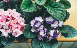 Africká fialka s charakteristickými zamatovými listami a farebnými kvetmi.