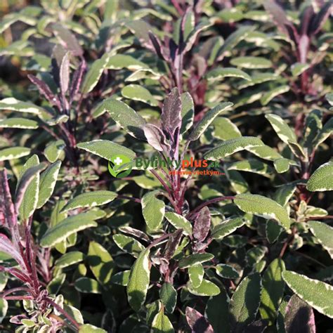 Šalvia lekárska 'Tricolor' s charakteristickými trojfarebnými listami.