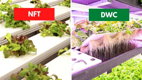 Schéma rôznych hydroponických systémov (DWC, NFT, Ebb and Flow, Wick system, Aeroponics)