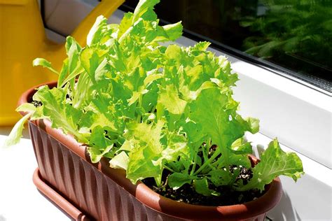 Fotografia hydroponicky pestovaných byliniek alebo šalátu v domácom prostredí