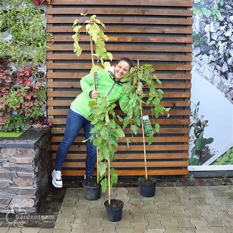 dekoratívny strom Moruša biela ´Pendula´ s charakteristickým prevísajúcim habitusom
