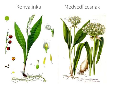 Porovnávacia infografika: Medvedí cesnak vs. Konvalinka vs. Jesienka (vyobrazenie listov a spôsobu rastu)
