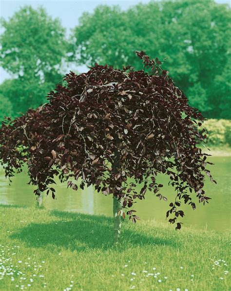 Detailná fotografia listov a prevísajúcich konárov buka 'Purpurea Pendula'