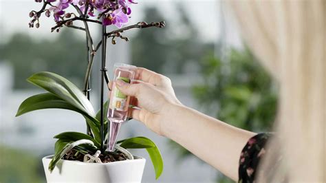 pohľad na orchideu v priesvitnom kvetináči s viditeľnými zdravými koreňmi