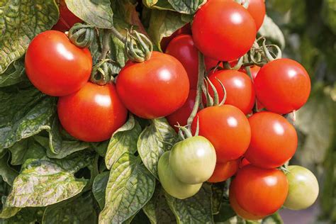 rastlina rajčiaka Imunek F1 v kvetináči