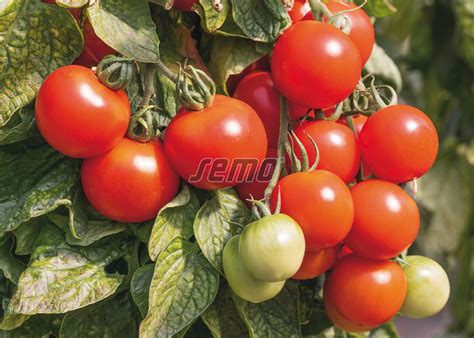 detail plodov rajčiaka Imunek F1 s ich charakteristickou šupkou