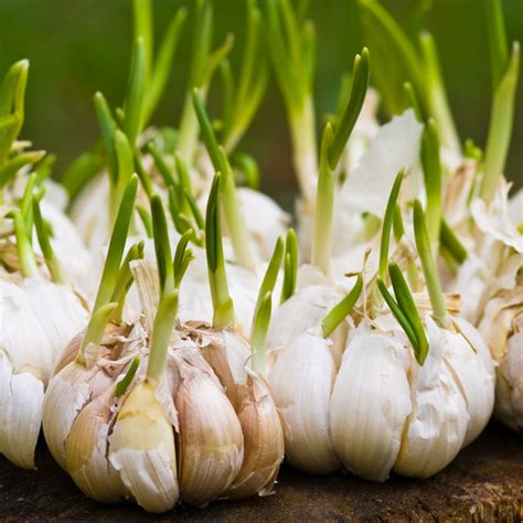 ilustračné foto: cesnak Allium sativum