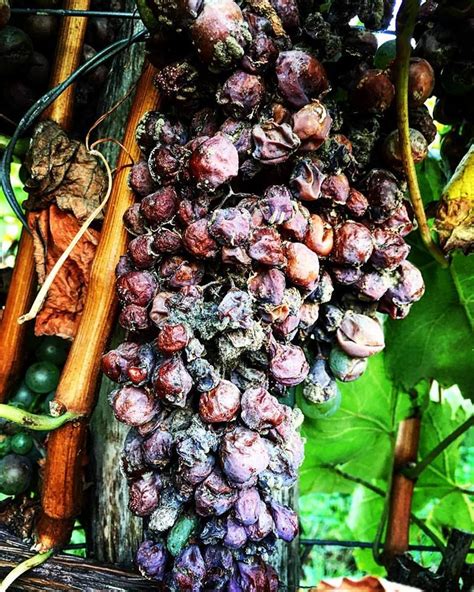 bobule hrozna napadnuté ušľachtilou plesňou